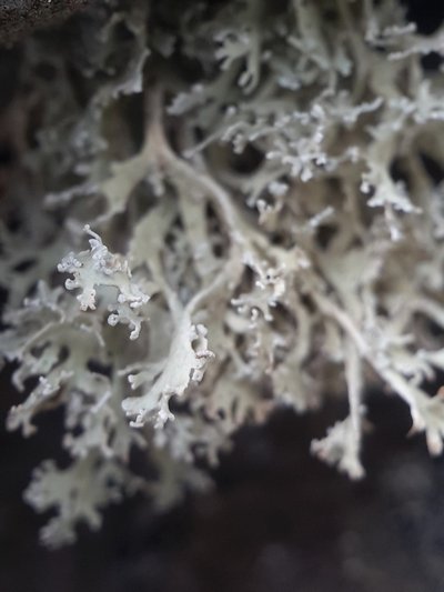 [Ramalina crispatula]